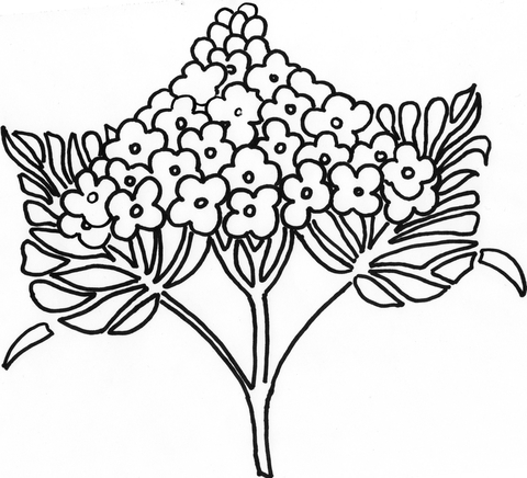 Syringa Lilac Flower  Coloring Page